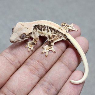 천공x
