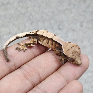 세이블