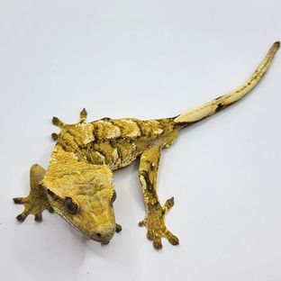 트라이