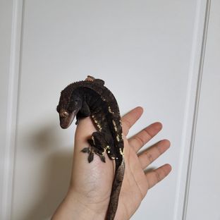 카누