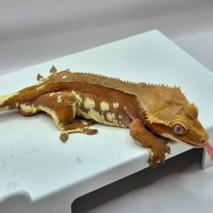 쏘야