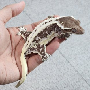 연우