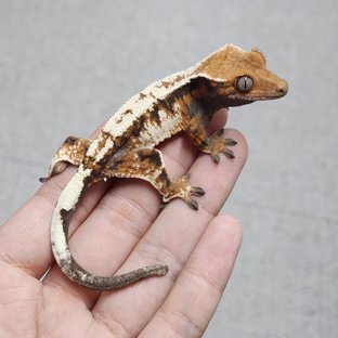 텐저린 세이블