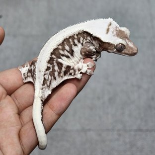YHB