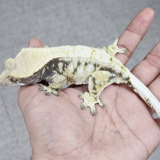 설화