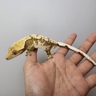 트라이