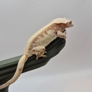 므엥