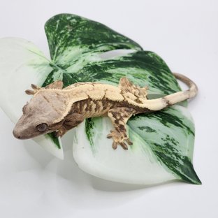 트라이 세이블