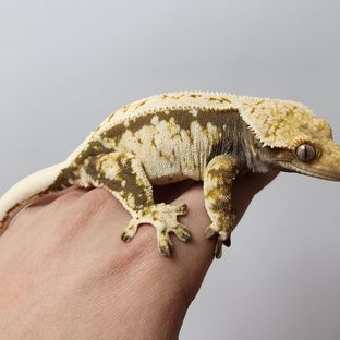 라라