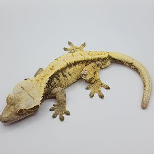 트라이