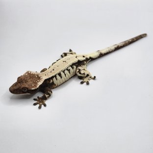 블랙 화이트 드리피 세이블