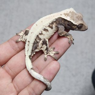 세이블