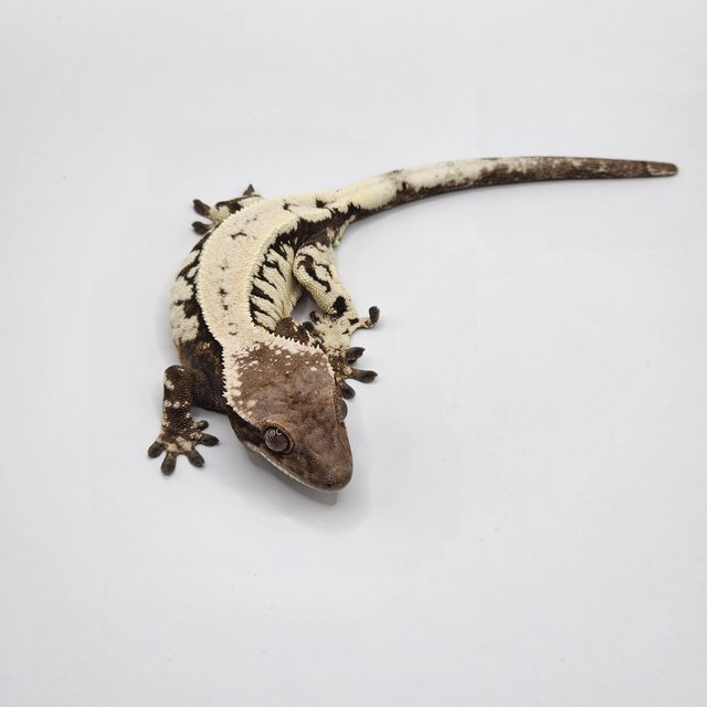 블랙 화이트 드리피 세이블