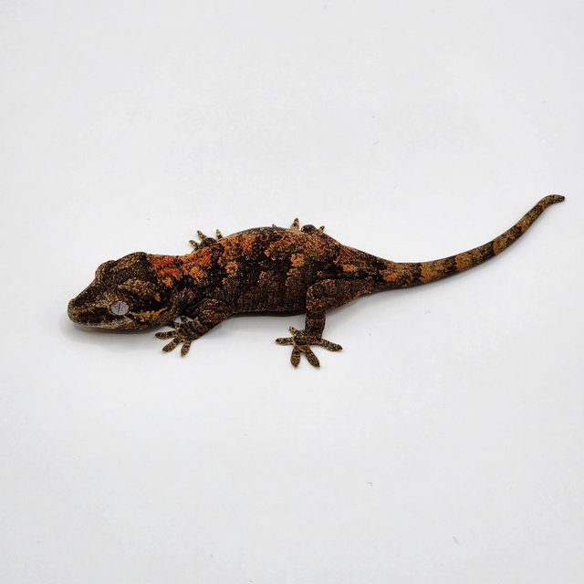 레드 오렌지 스켈레톤