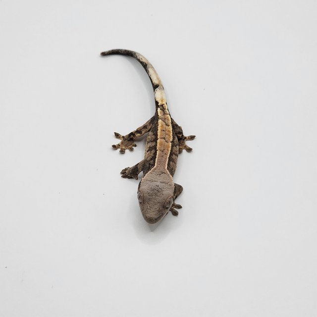 세이블 100%헷아잔틱