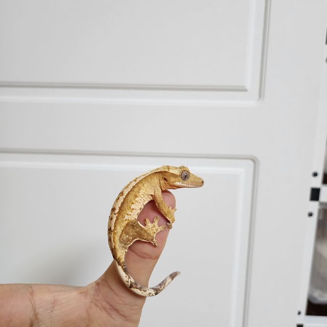 크림