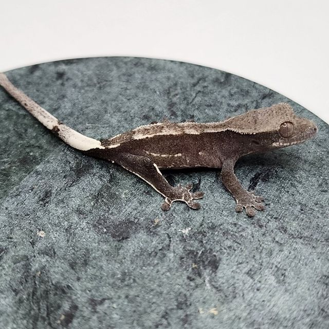 아잔틱