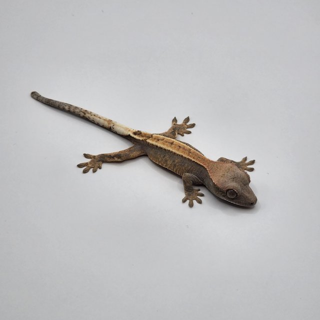 세이블 100%헷아잔틱