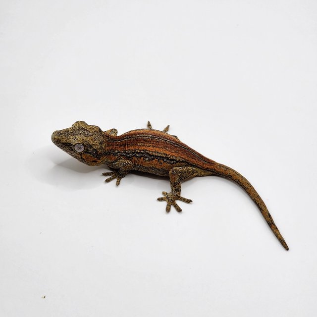 레드 오렌지 스트라이프