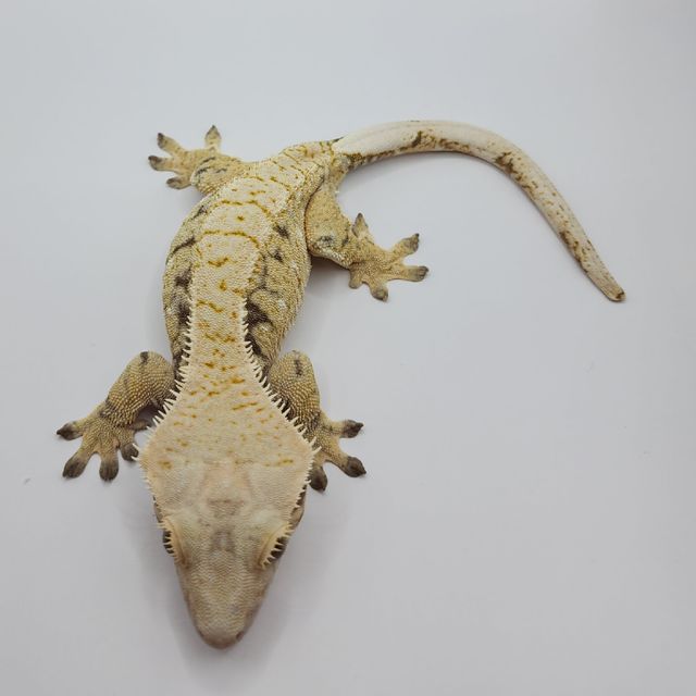 트라이