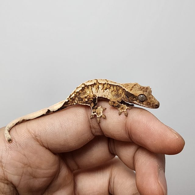 트라이