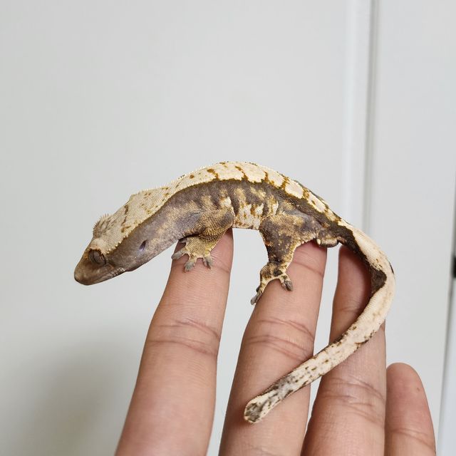 트라이