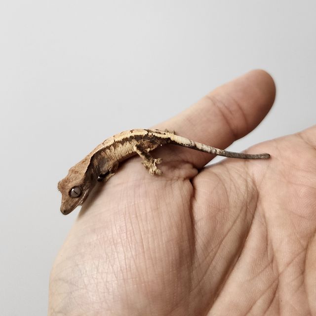 드리피 세이블