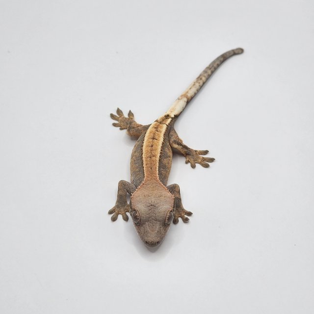 세이블 100%헷아잔틱