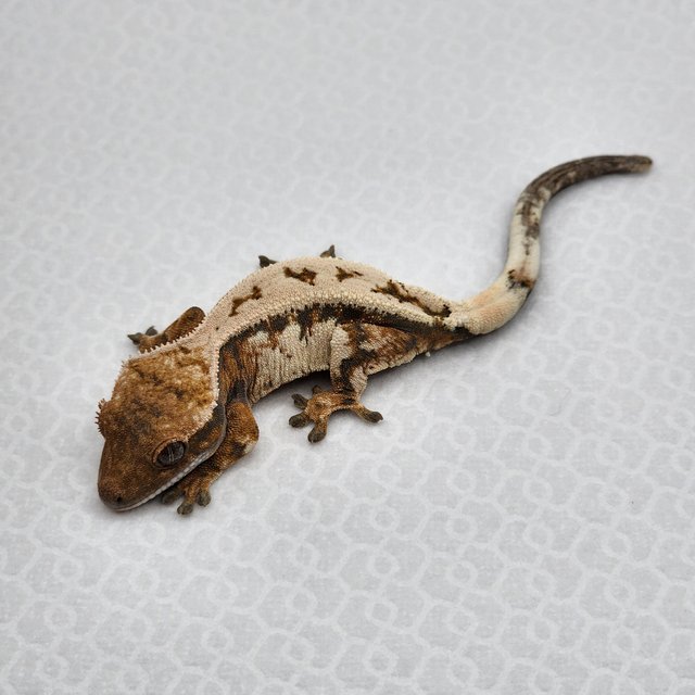 쿼드 드리피 세이블