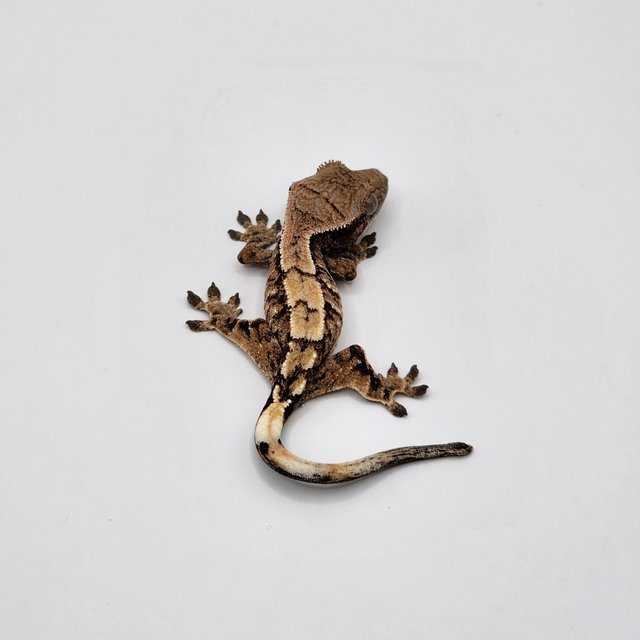 화이트스팟 세이블