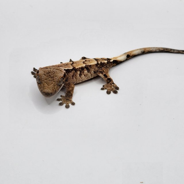 화이트스팟 세이블