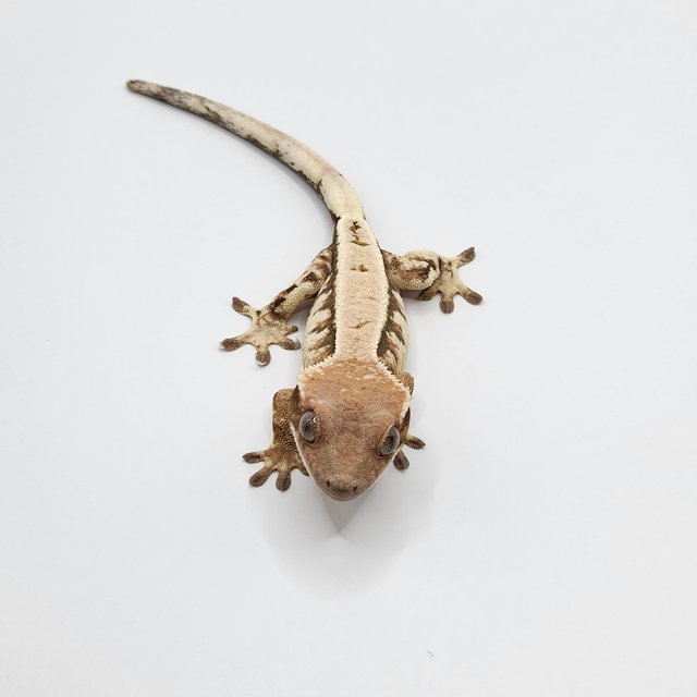 풀핀 드리피 세이블