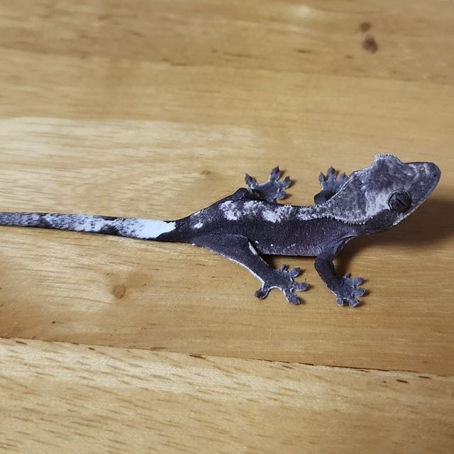 아잔틱