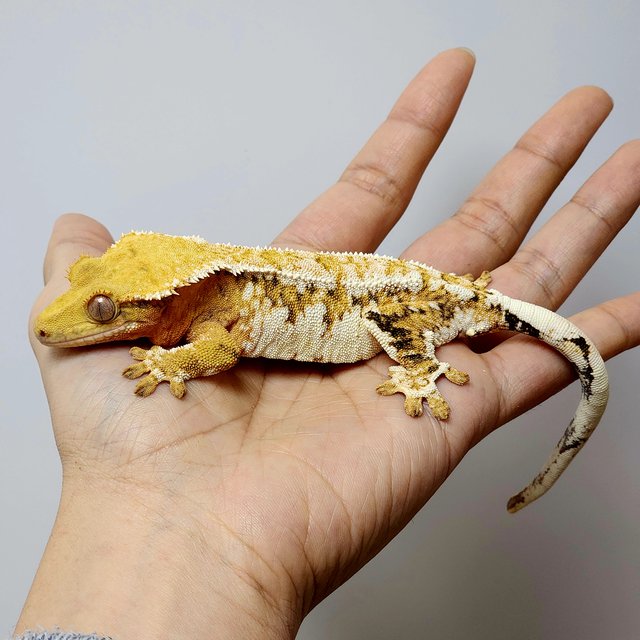 텐저린 드리피 트라이