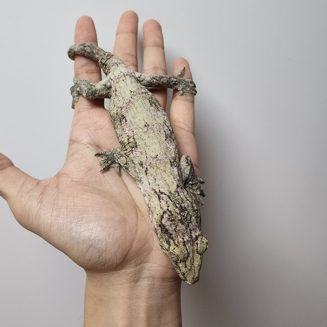 노멀 누아나 누아미