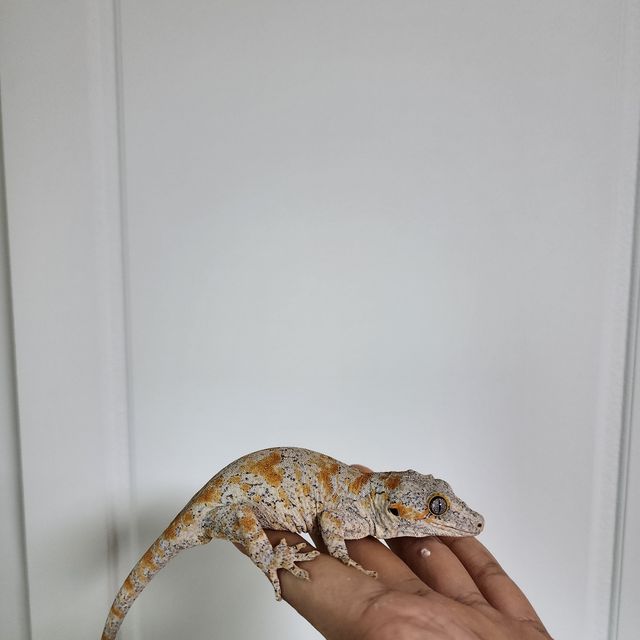 블로치드
