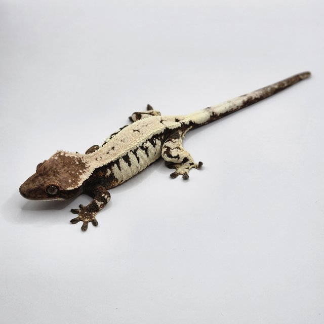 블랙 화이트 드리피 세이블