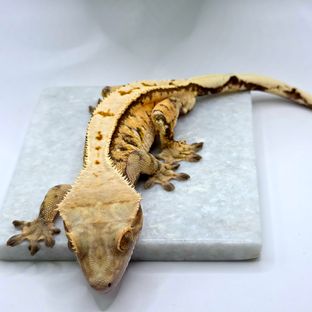 텐저린 트라이 익스트림할리퀸