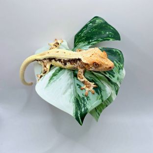릴리화이트