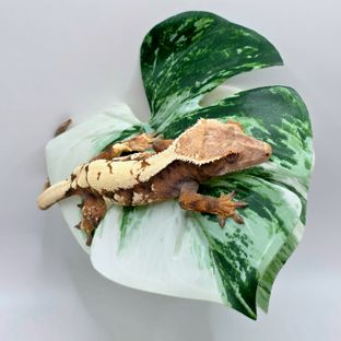 세이블