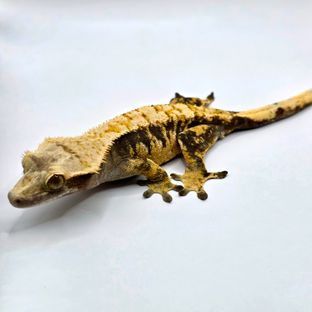 익스트림할리퀸