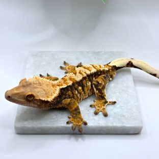 트라이 익스트림할리퀸