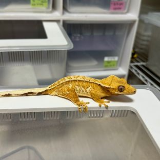 크림시클 옐로우