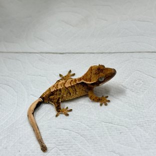 노멀 트라이