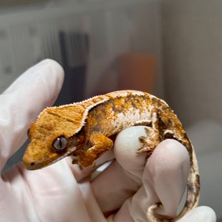 트라이 익스트림할리퀸 텐저린 바브