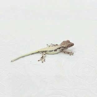 프라푸치노