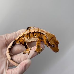트라이 익스트림할리퀸 텐저린 바브