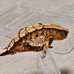 바브
