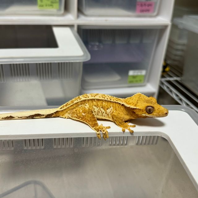 크림시클 옐로우