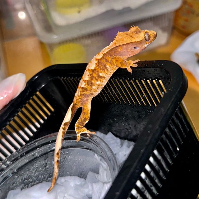 노멀 트라이 익스트림할리퀸 텐저린 바브